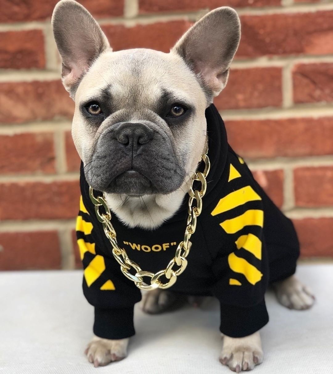 Corgi Schnauzer pet